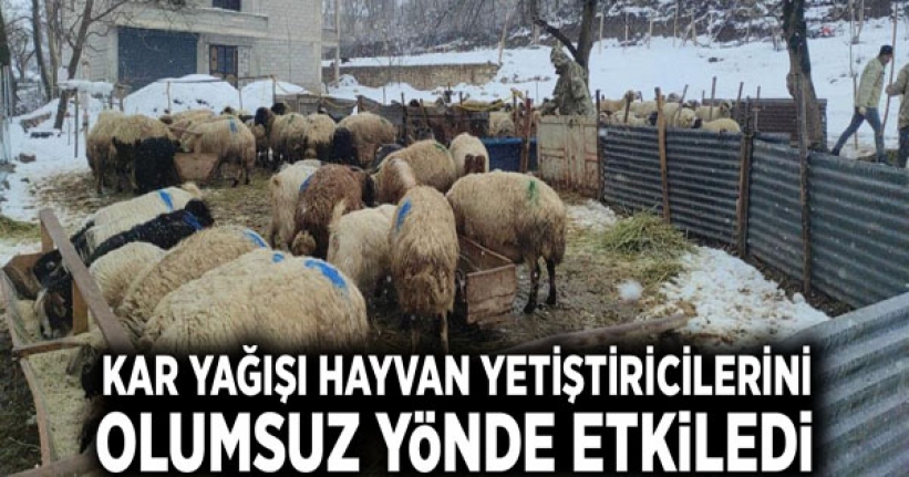 Kar yağışı hayvan yetiştiricilerini olumsuz etkiledi