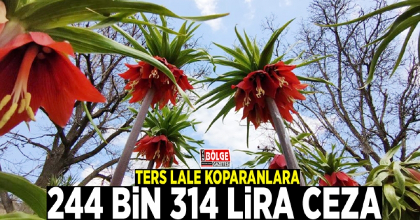 Ters lale koparanlara 244 bin 314 lira ceza