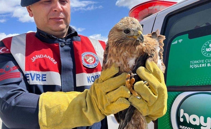 Yaralı kaya kartalı tedavi altına alındı