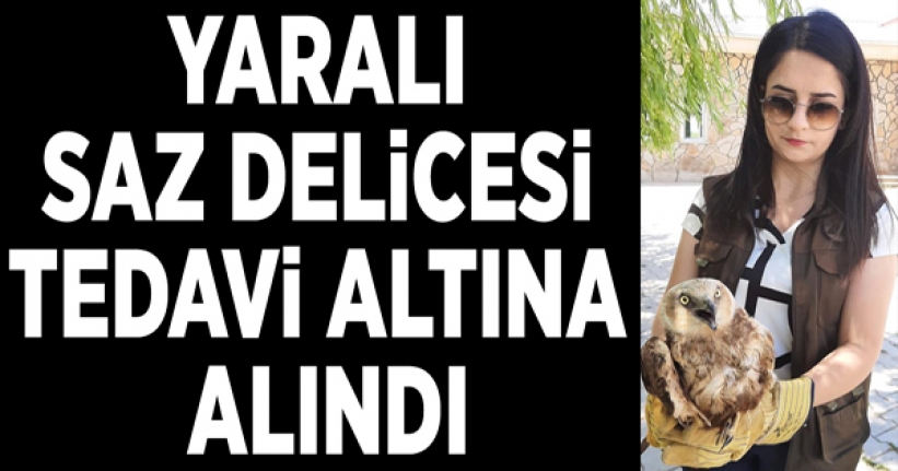 Yaralı saz delicesi tedavi altına alındı