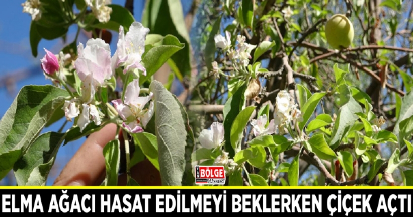 Elma ağacı hasat edilmeyi beklerken çiçek açtı