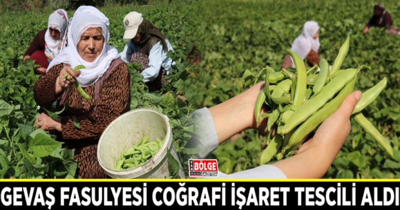 Gevaş fasulyesi coğrafi işaret tescili aldı