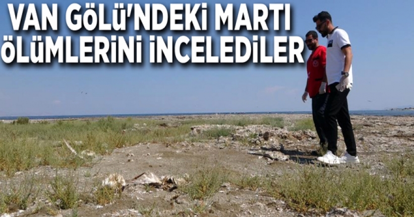 Van Gölü'ndeki martı ölümlerini incelediler