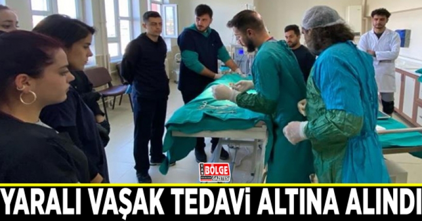 Yaralı vaşak tedavi altına alındı