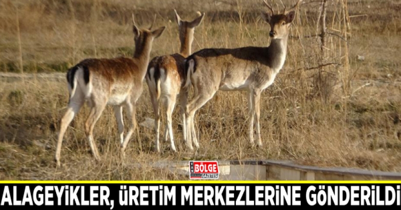 Alageyikler, üretim merkezlerine gönderildi