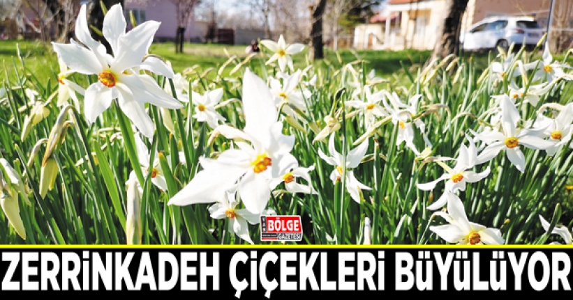 Zerrinkadeh çiçekleri büyülüyor