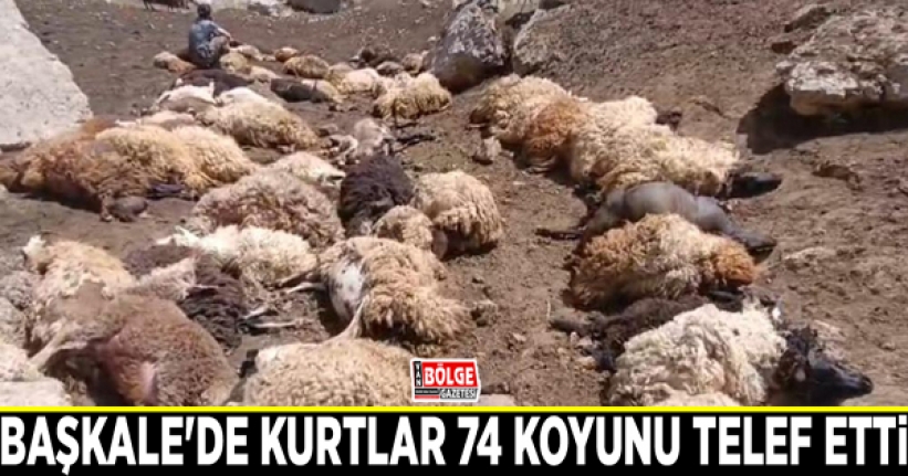 Başkale'de kurtlar 74 koyunu telef etti
