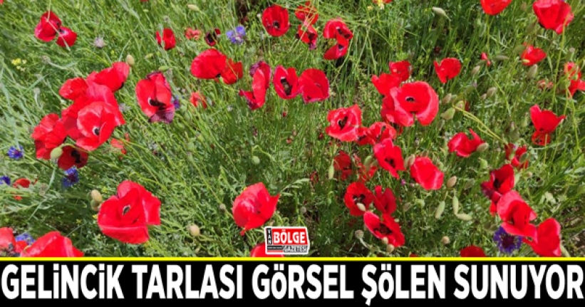 Gelincik tarlası görsel şölen sunuyor