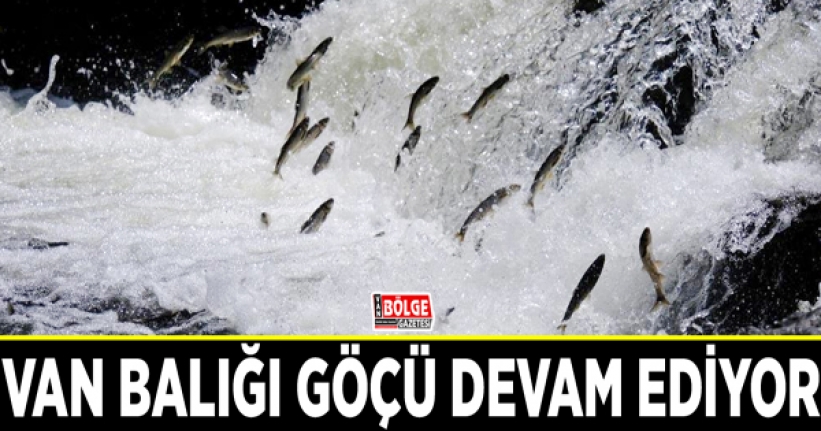 Van Balığı göçü devam ediyor