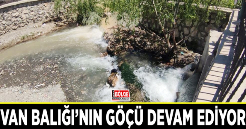 Van Balığı’nın göçü devam ediyor