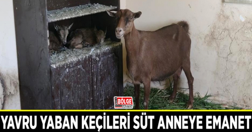 Yavru yaban keçileri süt anneye emanet