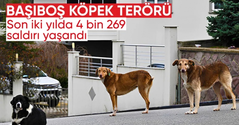 2022’den bu yana 4 bin 269 köpek saldırısı meydana geldi