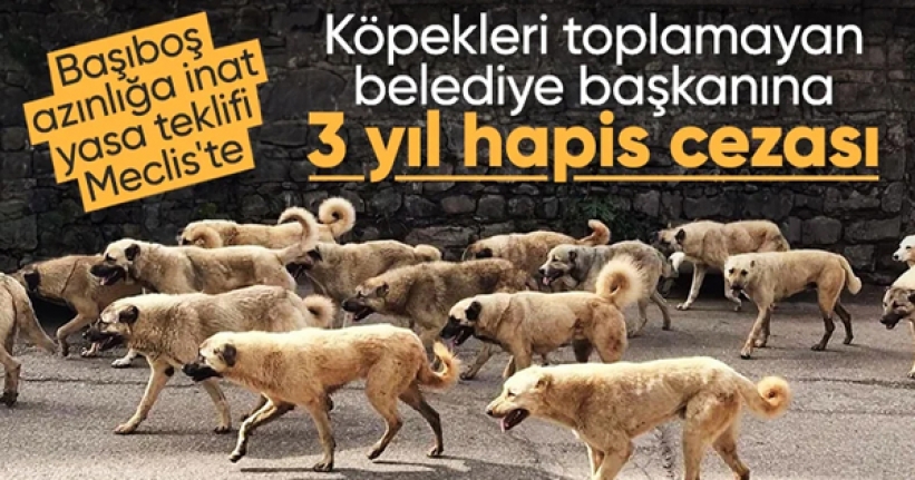 Başıboş sokak köpekleri düzenlemesi tamamlandı