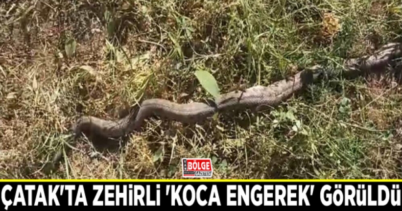 Çatak'ta zehirli 'koca engerek' görüldü