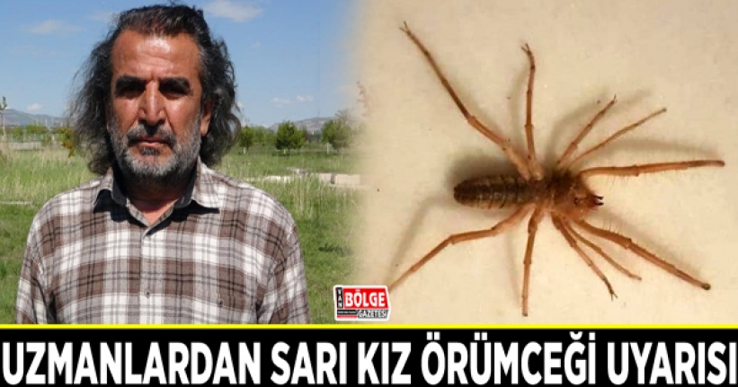 Sarı kız örümceği uyarısı