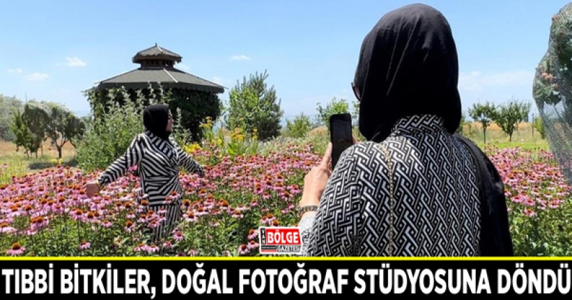 Tıbbi bitkiler, doğal fotoğraf stüdyosuna döndü