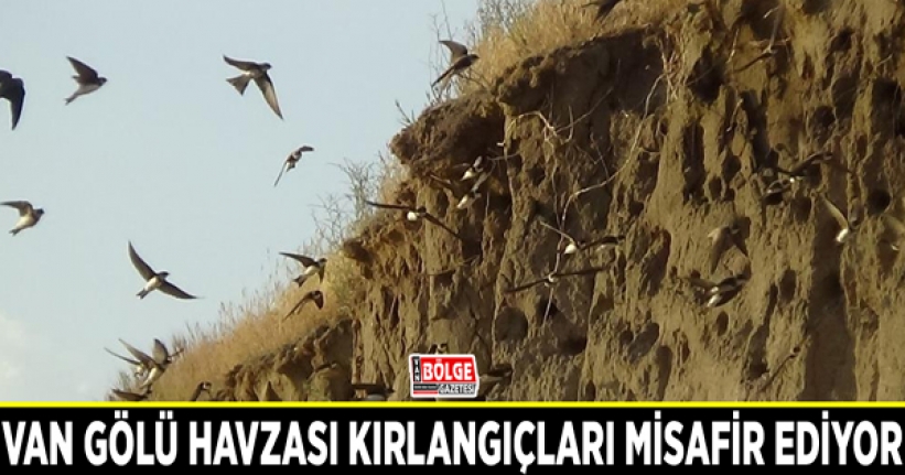 Van Gölü havzası kırlangıçları misafir ediyor