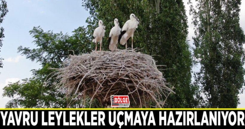 Yavru leylekler uçmaya hazırlanıyor