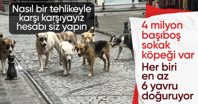 Yumaklı, başıboş sokak köpeği tehlikesini anlattı