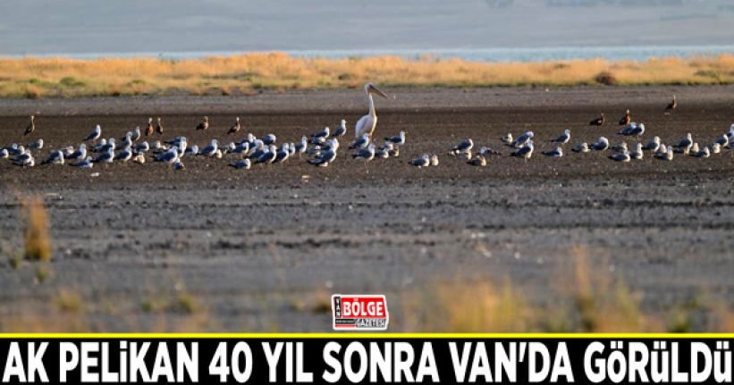 Ak Pelikan 40 yıl sonra Van'da görüldü