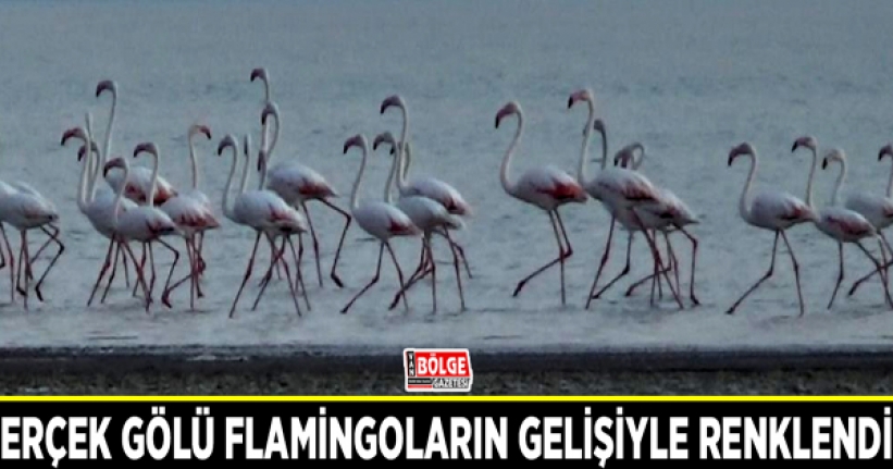 Erçek Gölü flamingoların gelişiyle renklendi