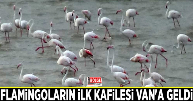 Flamingoların ilk kafilesi Van'a geldi