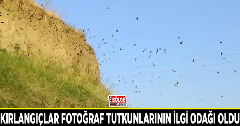 Kırlangıçlar fotoğraf tutkunlarının ilgi odağı oldu