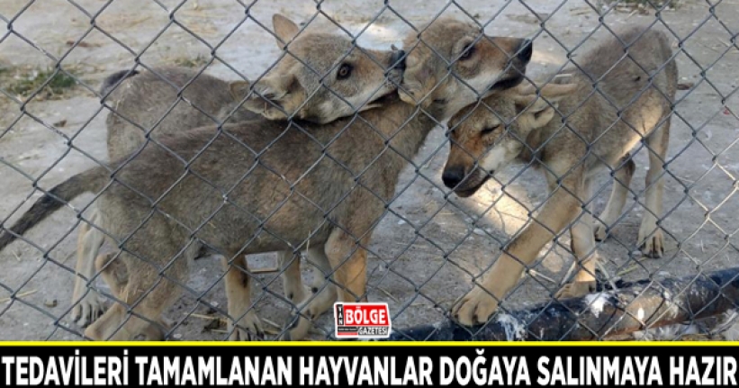 Tedavileri tamamlanan hayvanlar doğaya salınmaya hazır