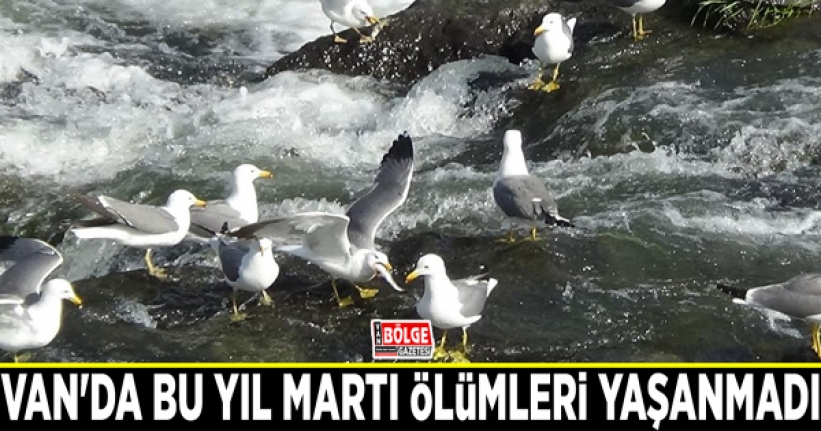 Van'da bu yıl martı ölümleri yaşanmadı