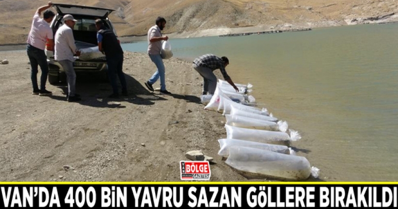 Van’da 400 bin yavru sazan göllere bırakıldı