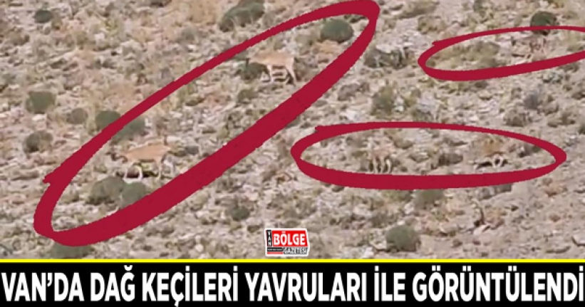 Van’da dağ keçileri yavruları ile görüntülendi