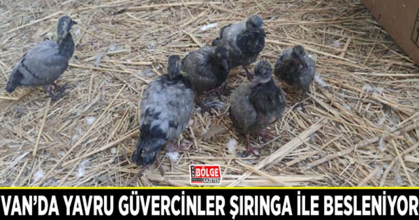 Van’da yavru güvercinler şırınga ile besleniyor