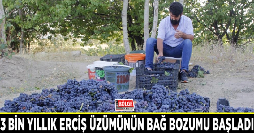 3 bin yıllık Erciş üzümünün bağ bozumu başladı