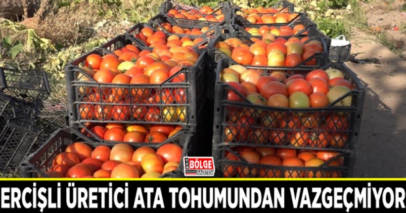 Ercişli üretici ata tohumundan vazgeçmiyor