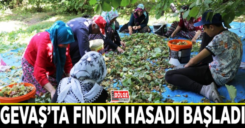 Gevaş’ta fındık hasadı başladı