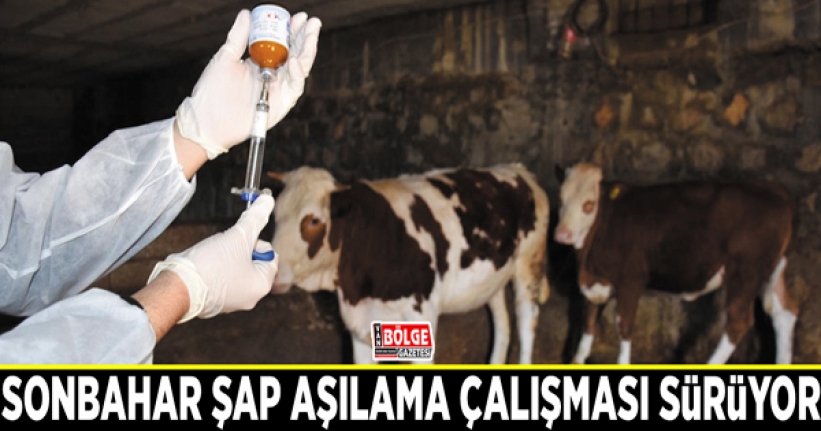 Sonbahar şap aşılama çalışması sürüyor