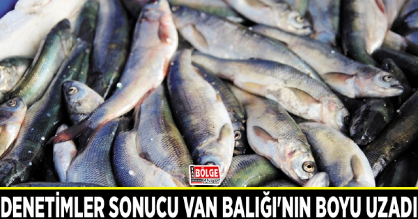 Denetimler sonucu Van Balığı'nın boyu uzadı