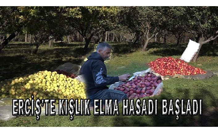 Erciş'teki çiftçiler kışlık elma hasadına başladı