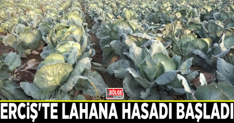 Erciş'te lahana hasadı başladı