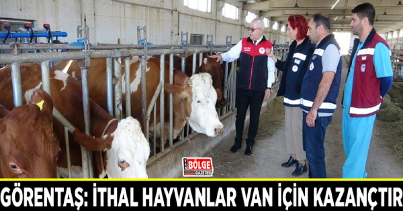 Görentaş: İthal hayvanlar Van için kazançtır