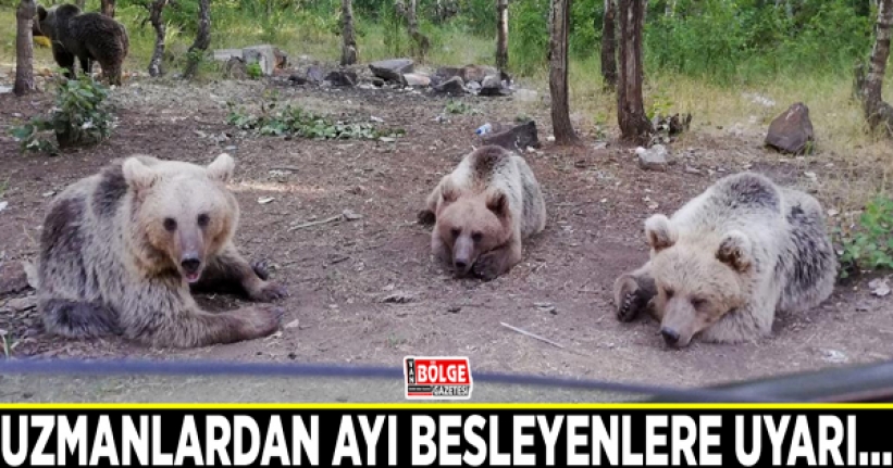 Uzmanlardan ayı besleyenlere uyarı…