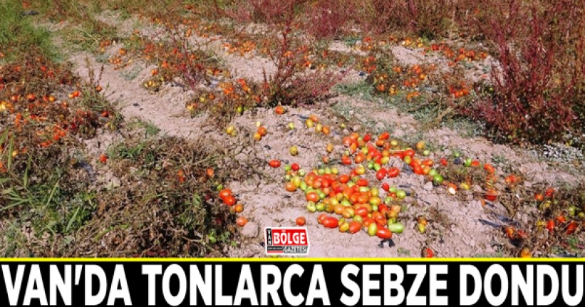 Van'da tonlarca sebze dondu