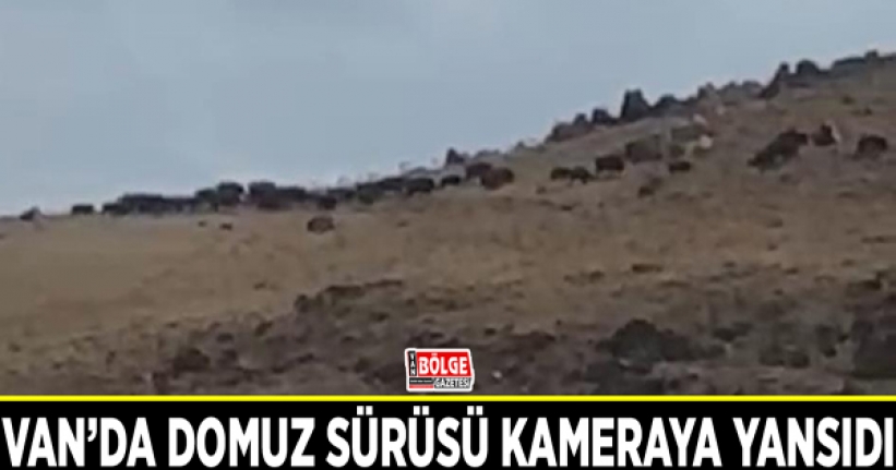 Van’da domuz sürüsü kameraya yansıdı