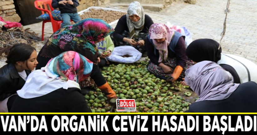 Van’da organik ceviz hasadı başladı