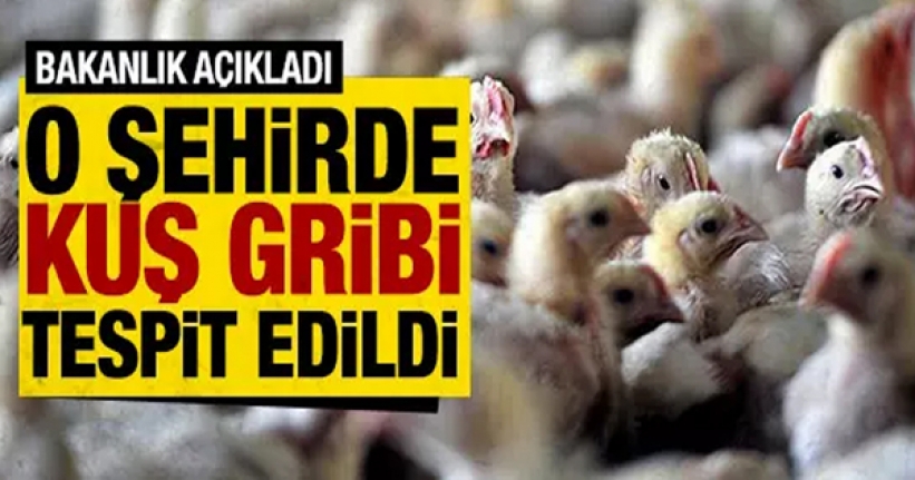 O şehirde kuş gribi tespit edildi