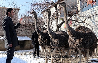 Deve kuşlarına evlatları gibi bakıyor