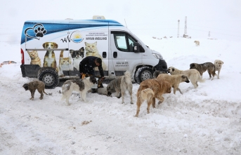 Van’da 7 bin 500 sokak hayvanı tedavi edildi