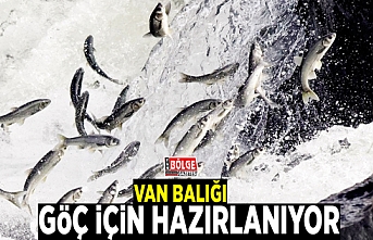 Van Balığı göç için hazırlanıyor