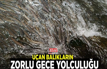 Uçan balıkların zorlu gece yolculuğu