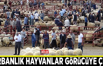 Van’da kurbanlık hayvanlar görücüye çıktı